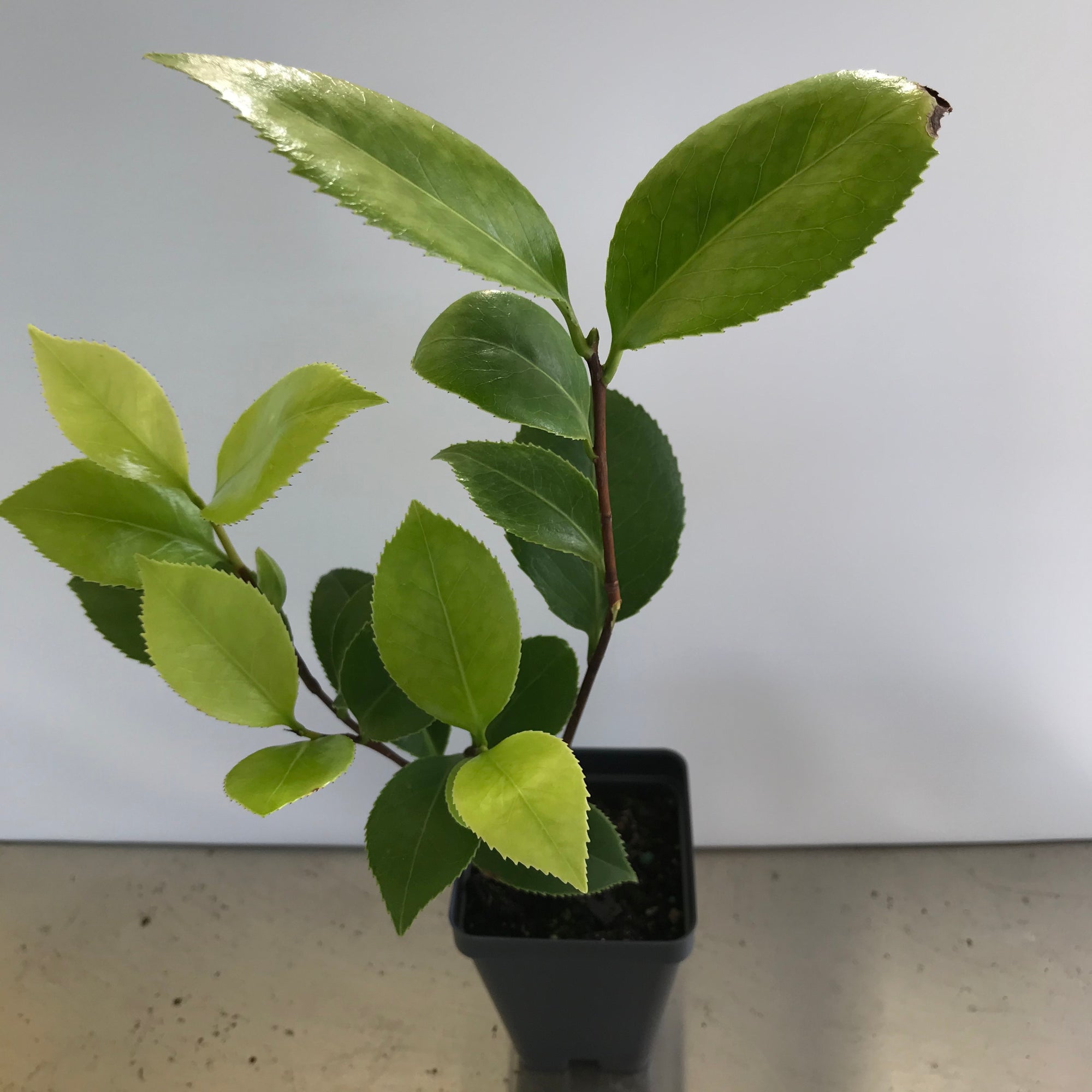 debutante camellia japonica