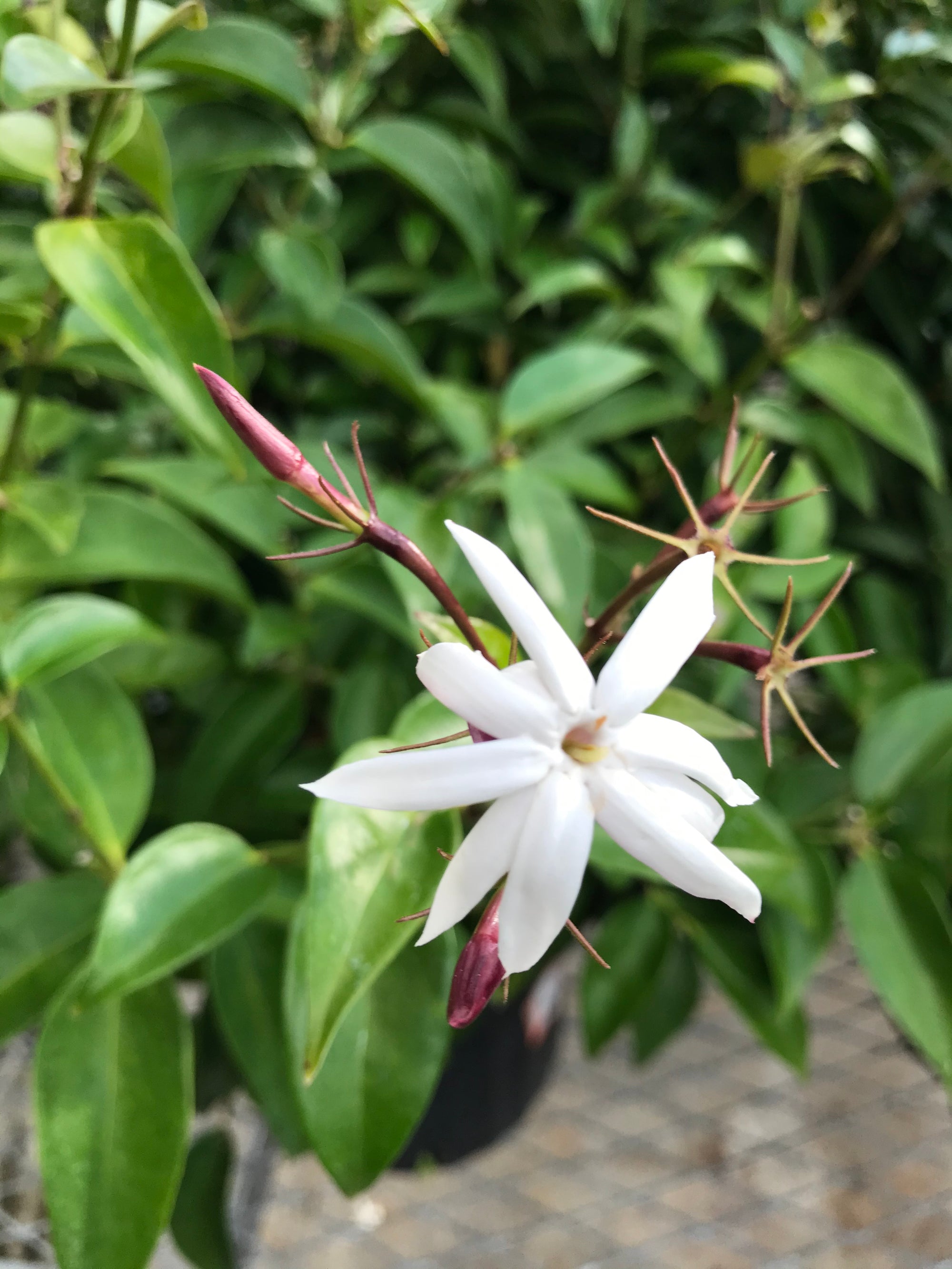 Angelwing Jasmine ~ "Jasminum Nitidum" ~ Star Jasmine
