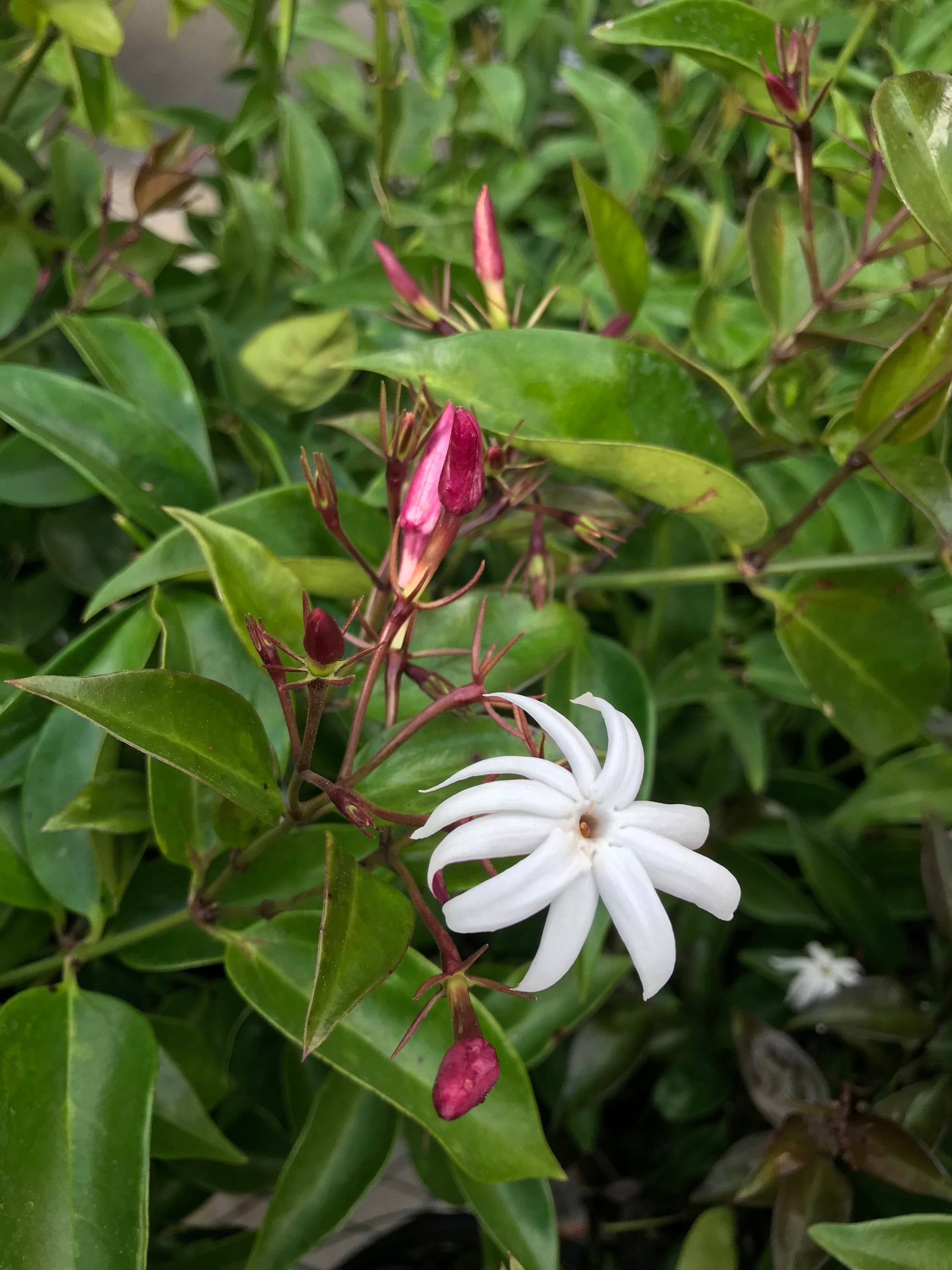 Angelwing Jasmine ~ "Jasminum Nitidum" ~ Star Jasmine