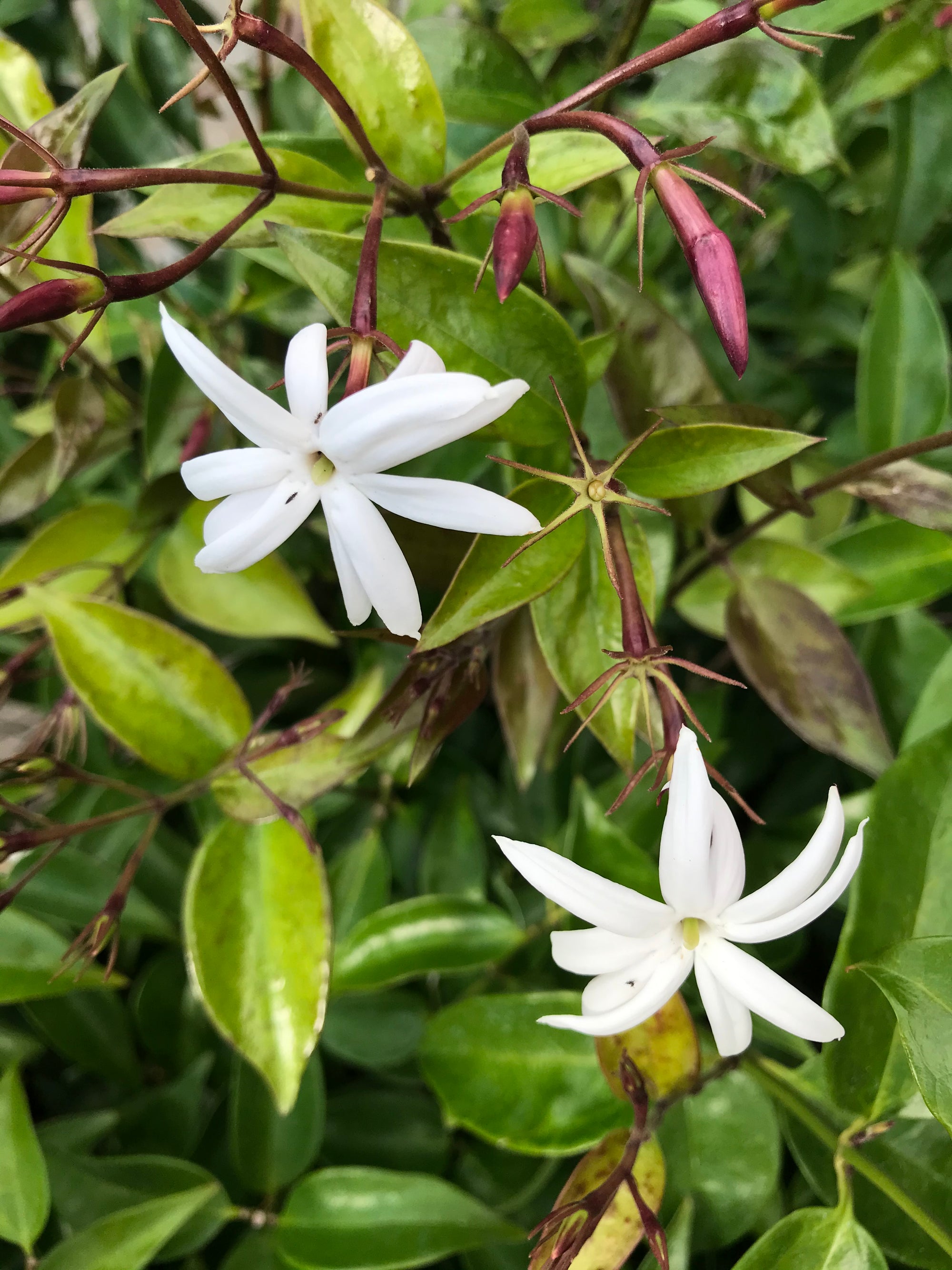 Angelwing Jasmine ~ "Jasminum Nitidum" ~ Star Jasmine
