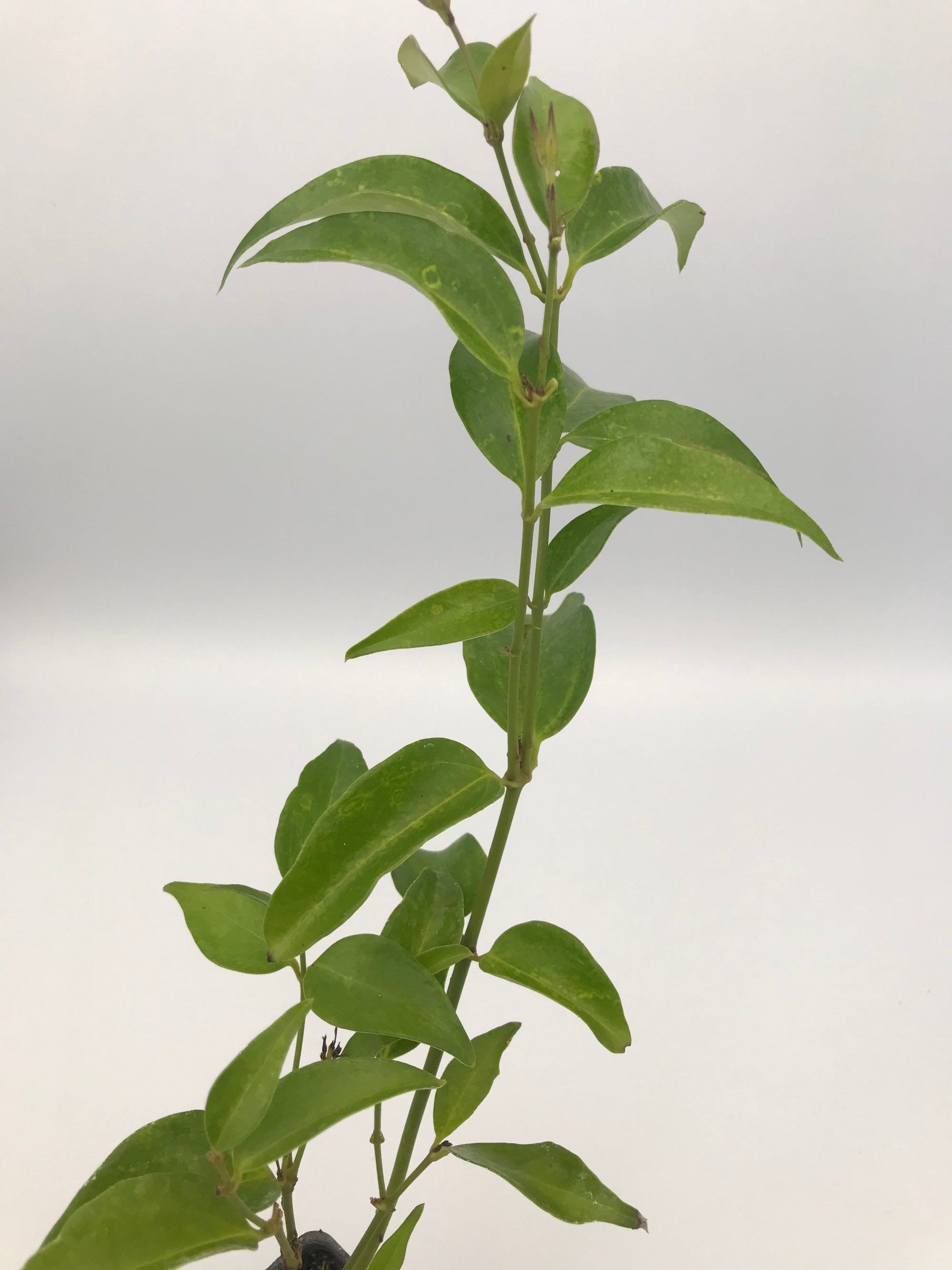 Angelwing Jasmine ~ "Jasminum Nitidum" ~ Star Jasmine