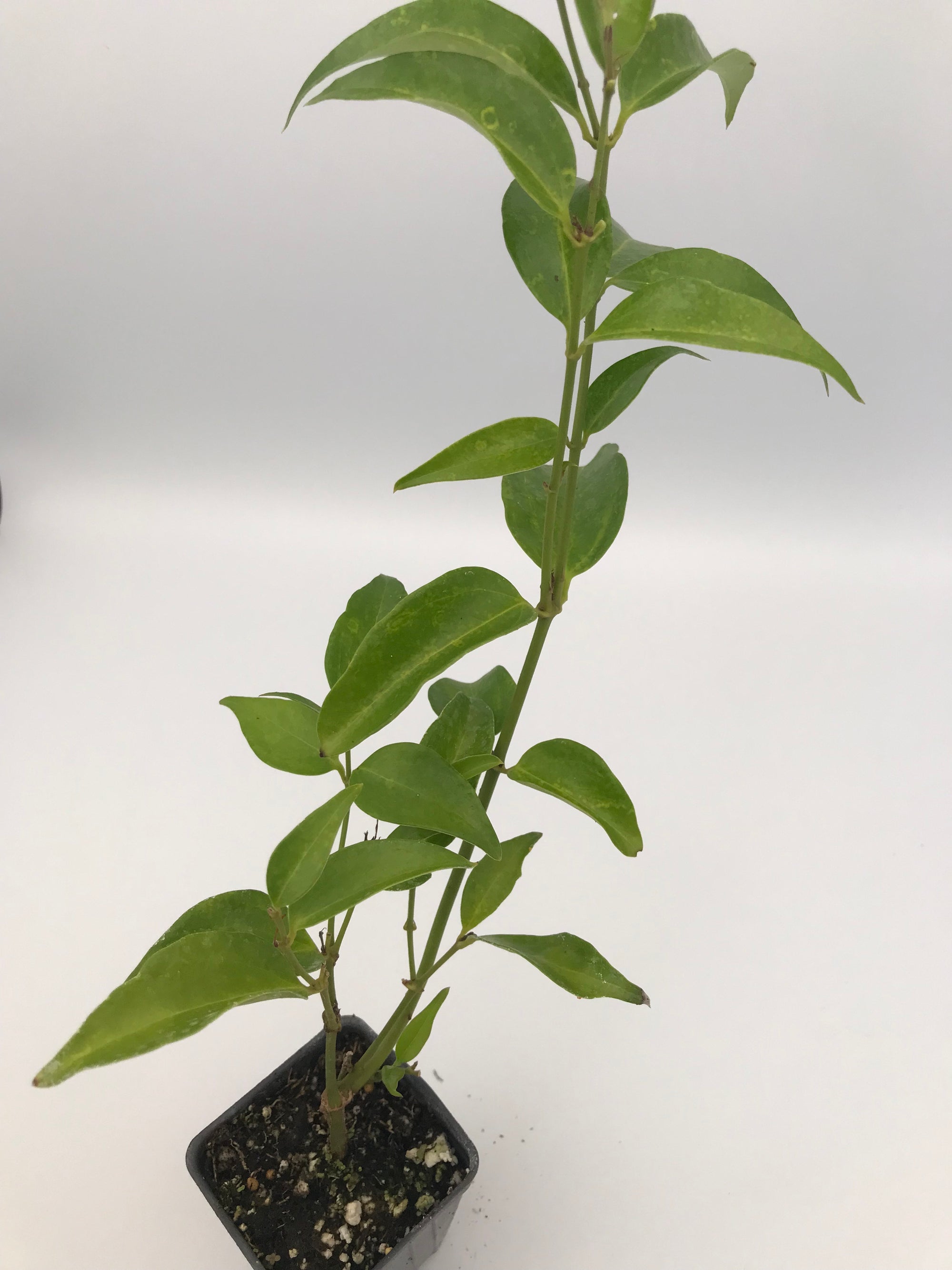 Angelwing Jasmine ~ "Jasminum Nitidum" ~ Star Jasmine