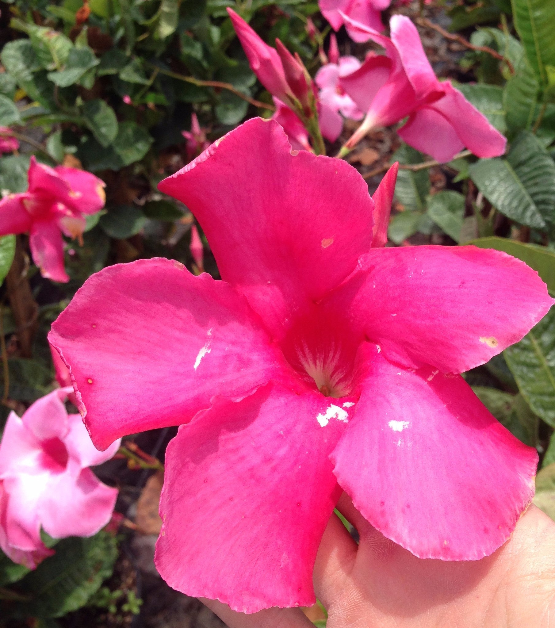 Pink Mandevilla Vine ~ "Alice Dupont"