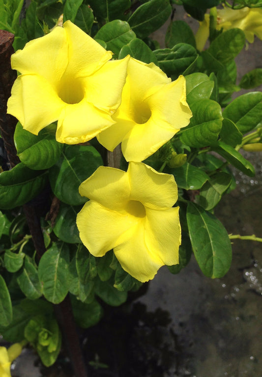 Yellow Mandevilla Vine