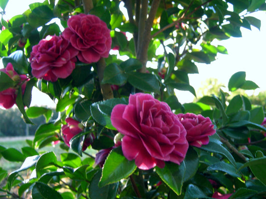 Camellia "Purple Haze" ~ Sasanqua Camellia