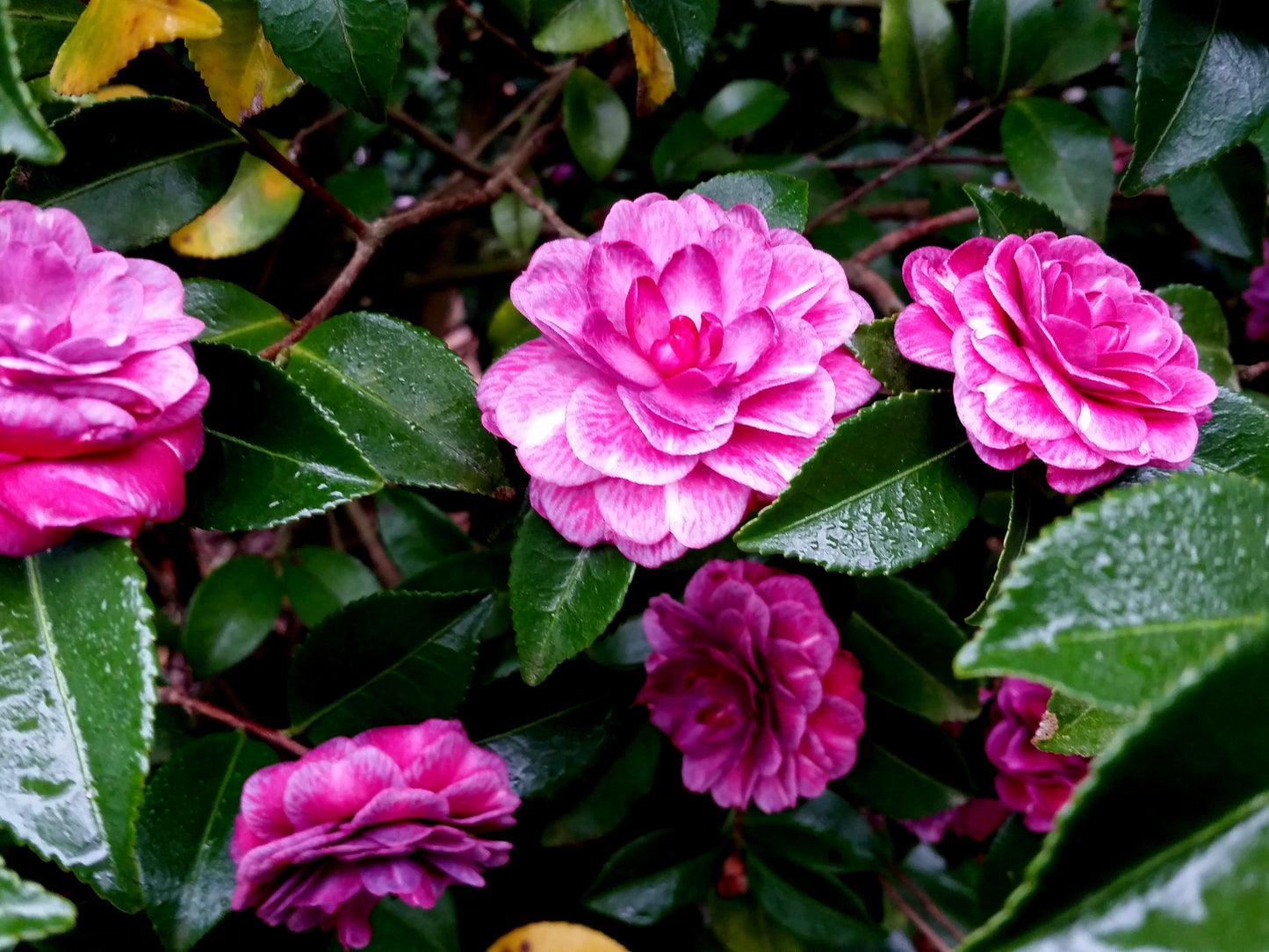 Camellia "Purple Haze" ~ Sasanqua Camellia