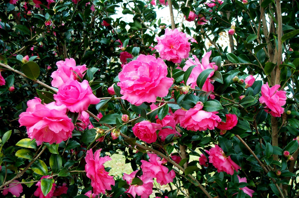 "Rose of Autumn" Camellia sasanqua