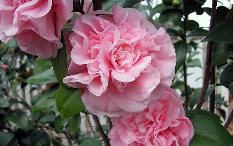 debutante camellia japonica