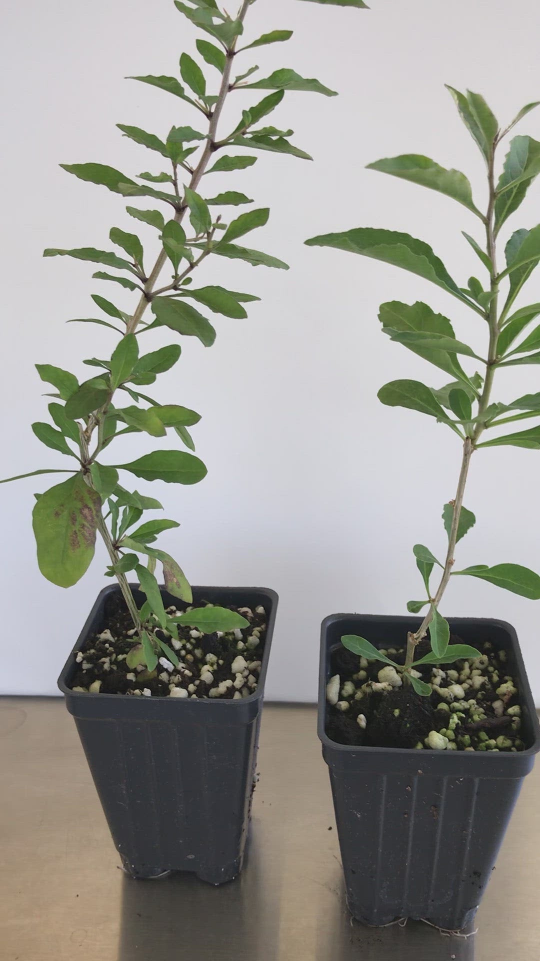 Goji Berry ~ Chinese wolfberry ~ Lycium barbarum