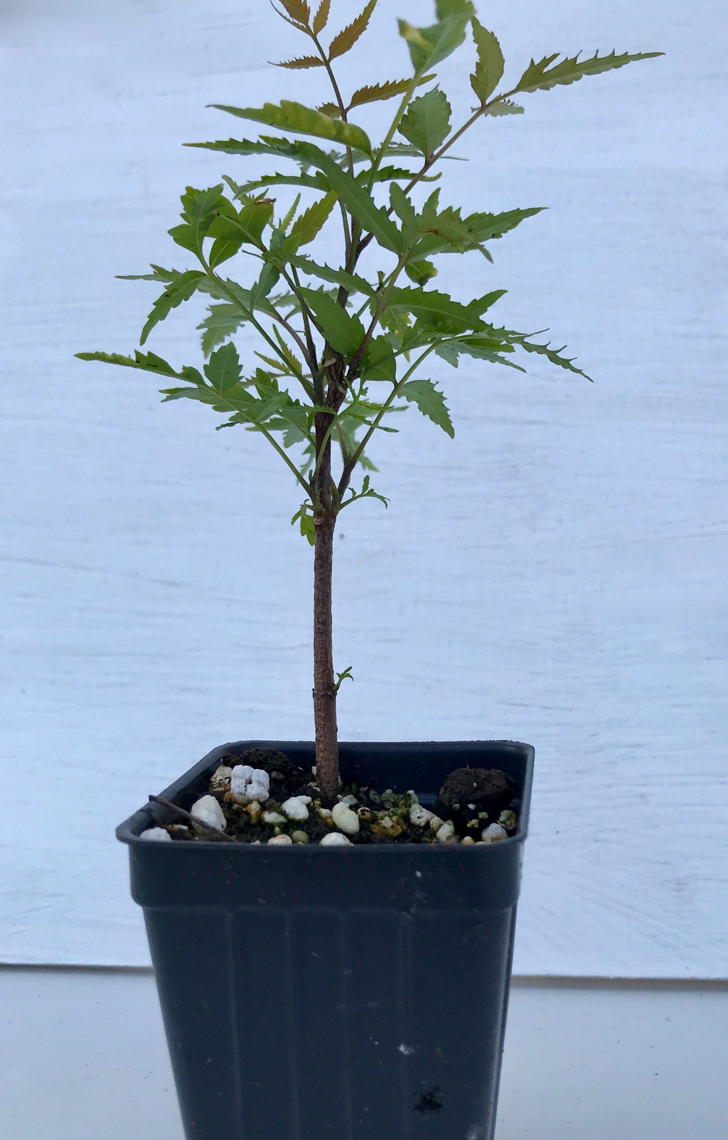 Neem Tree ~ Azadirachta indica ~ Indian lilac ~ Live Plant