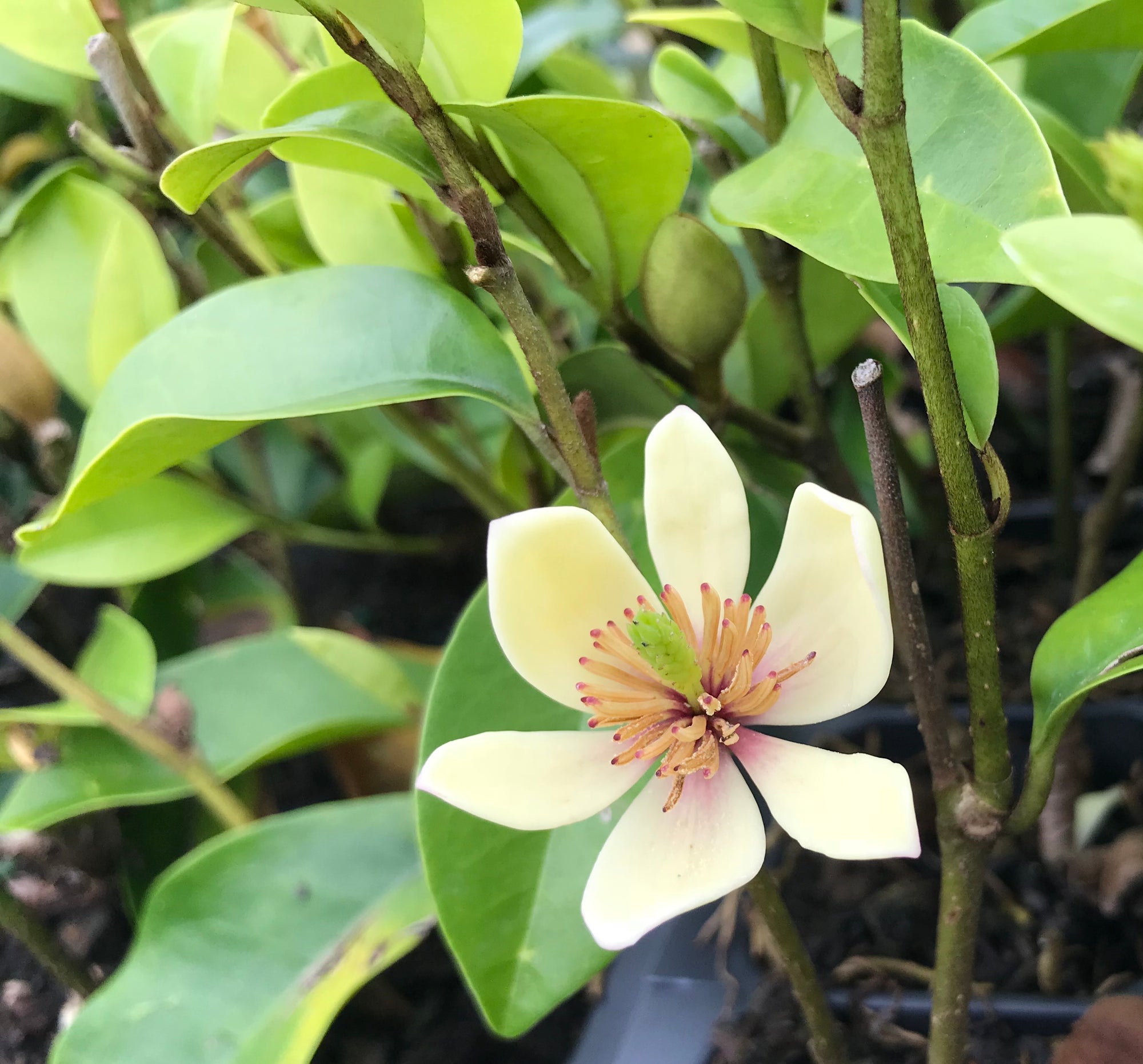 Banana Shrub ~ "Hagiwara Everblooming" ~ (Michelia) Magnolia figo