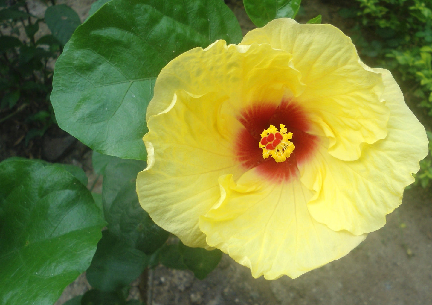 'Hula Girl' Tropical Hibiscus rosa-sinensis