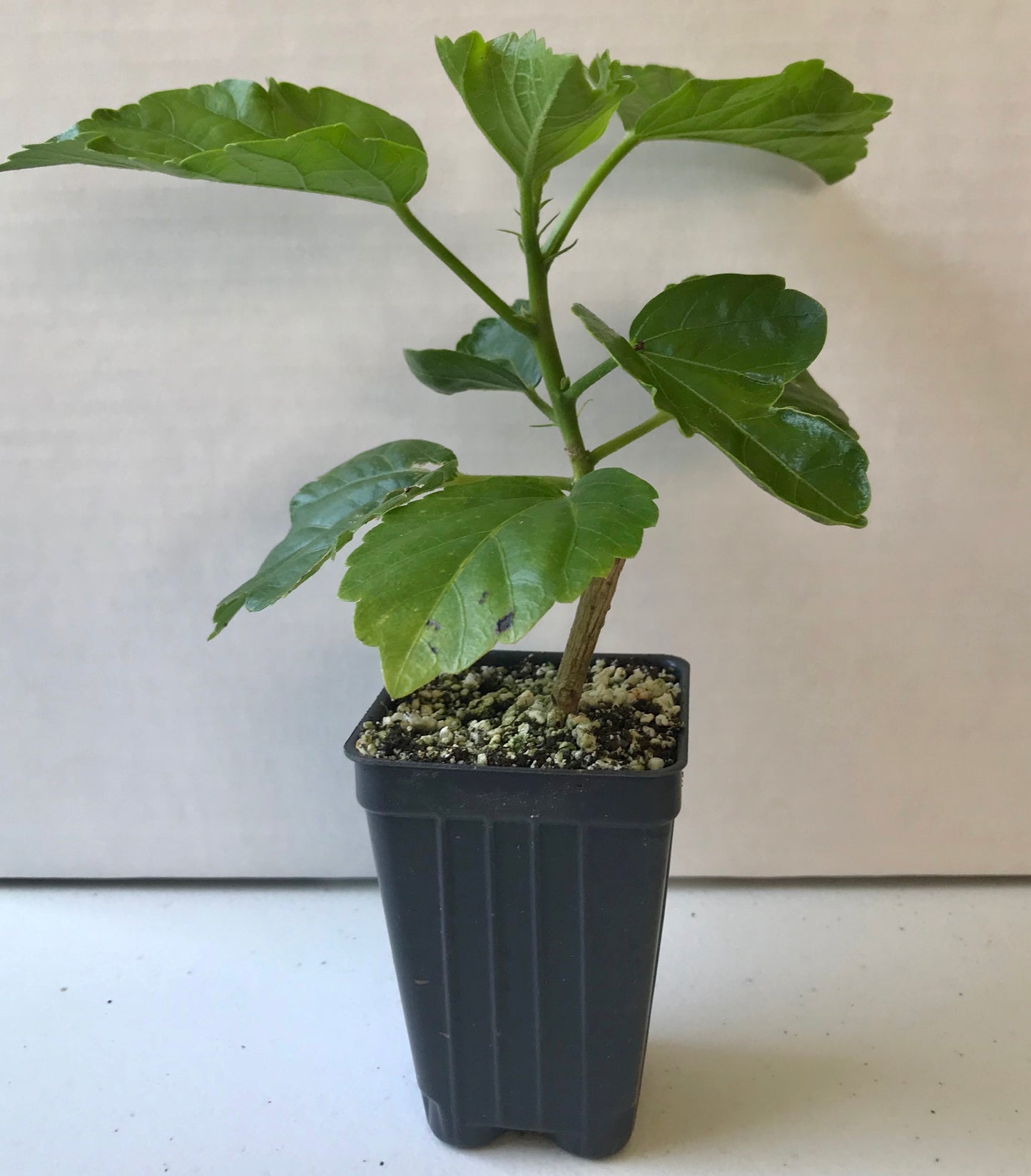 'White Wings' Tropical Hibiscus rosa-sinensis