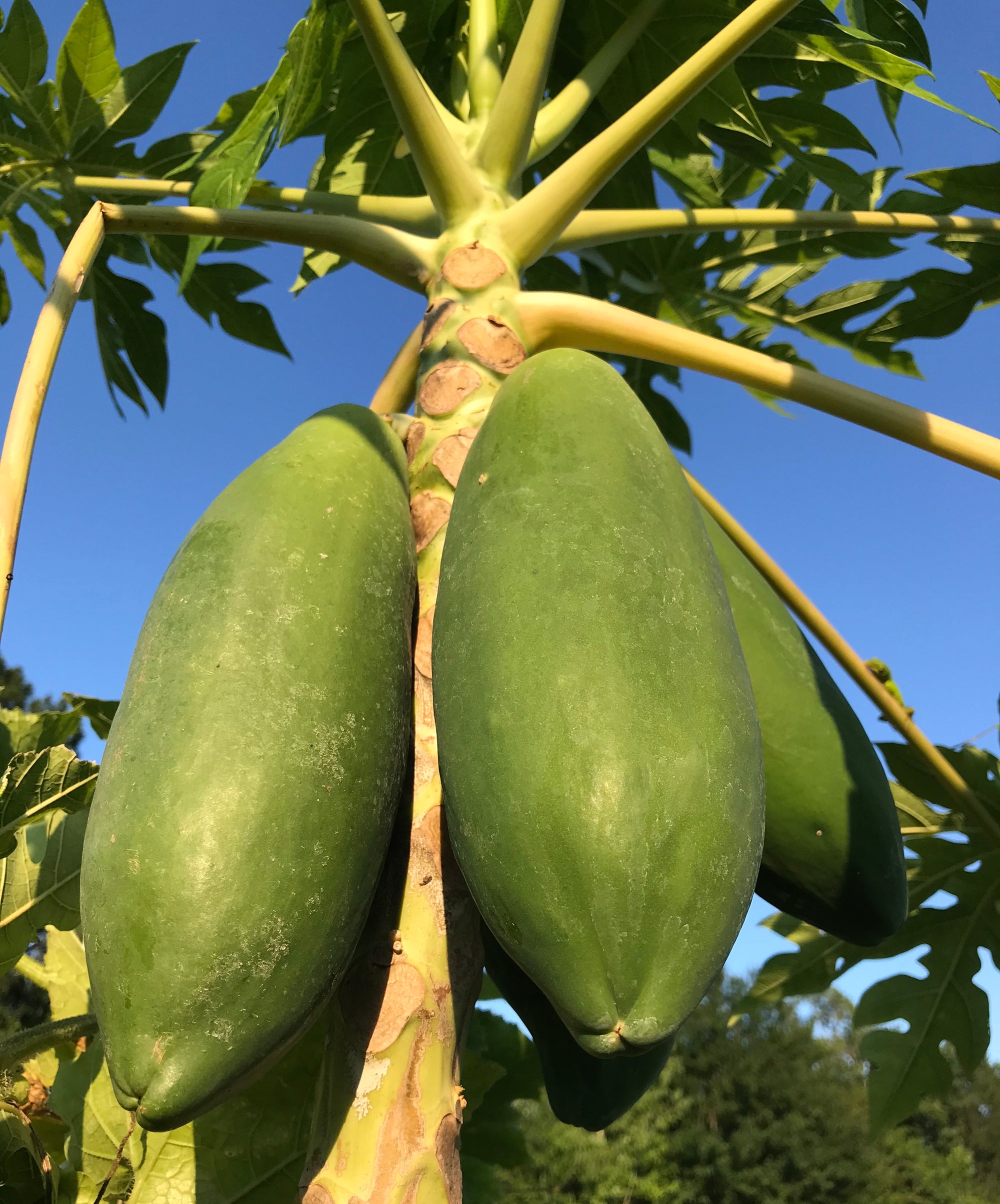 Florida Papaya Tree ~ Carica papay