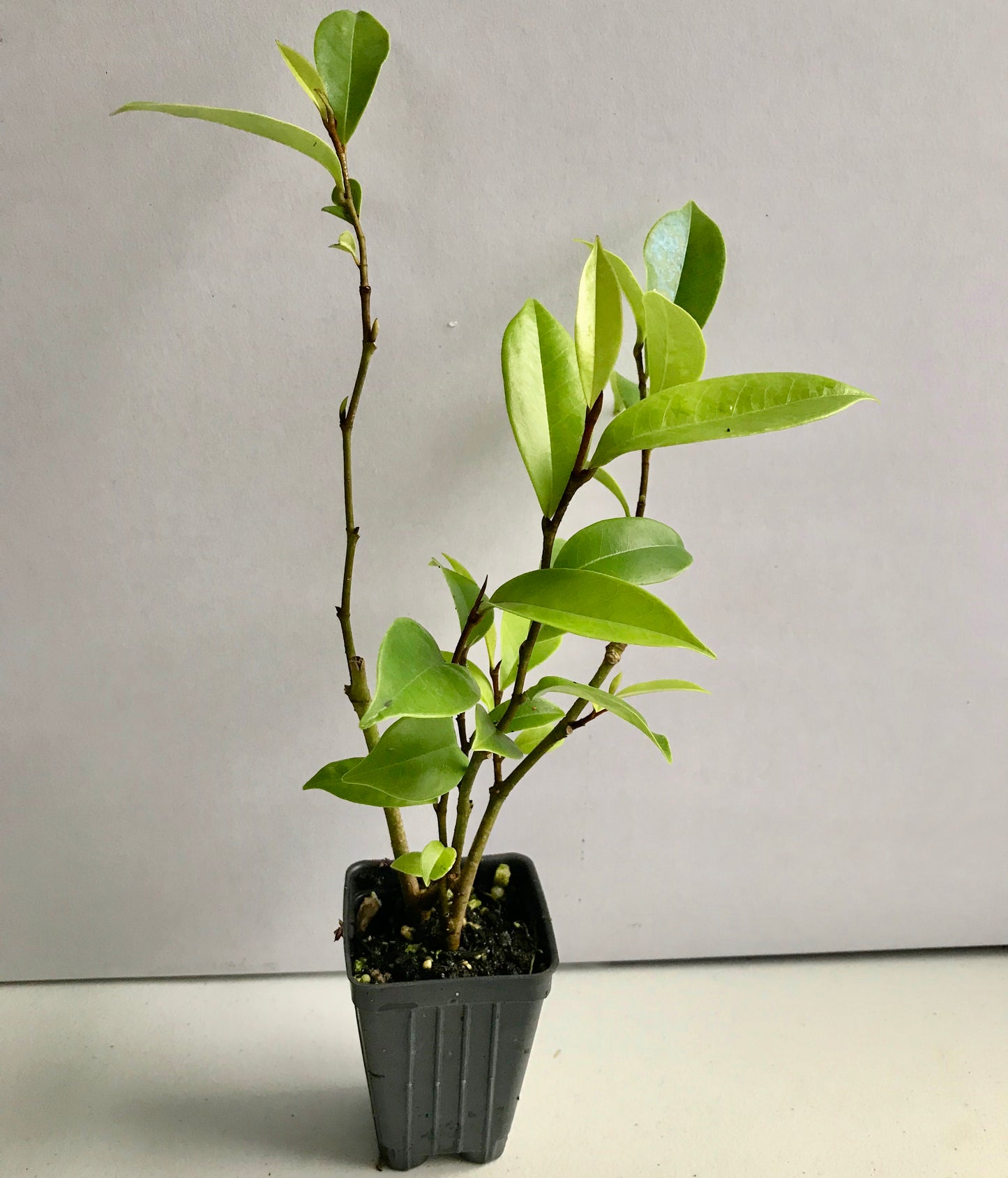 Banana Shrub ~ "Hagiwara Everblooming" ~ (Michelia) Magnolia figo