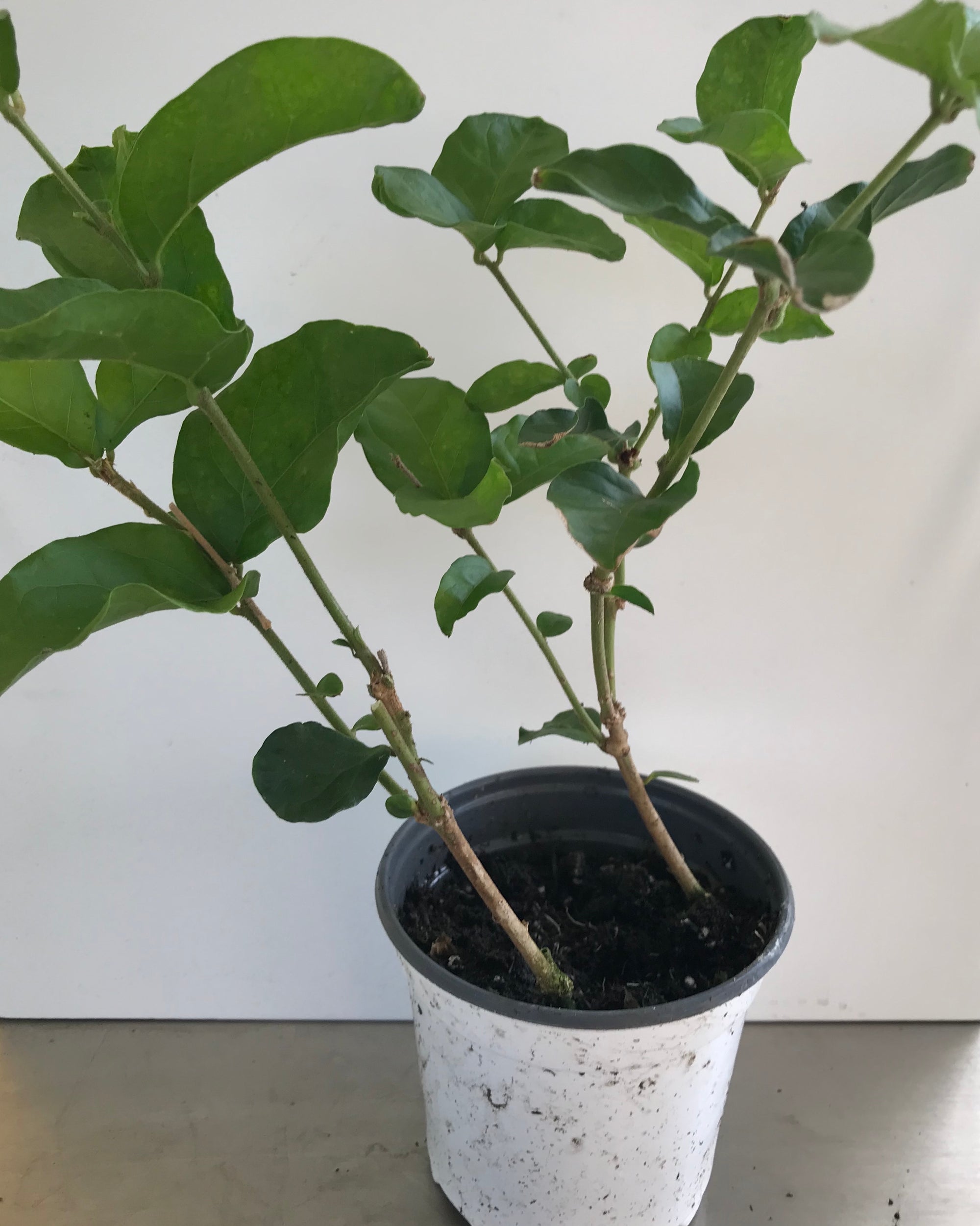 'Grand Duke of Tuscany Supreme' Jasminum Sambac ~ Jasmine