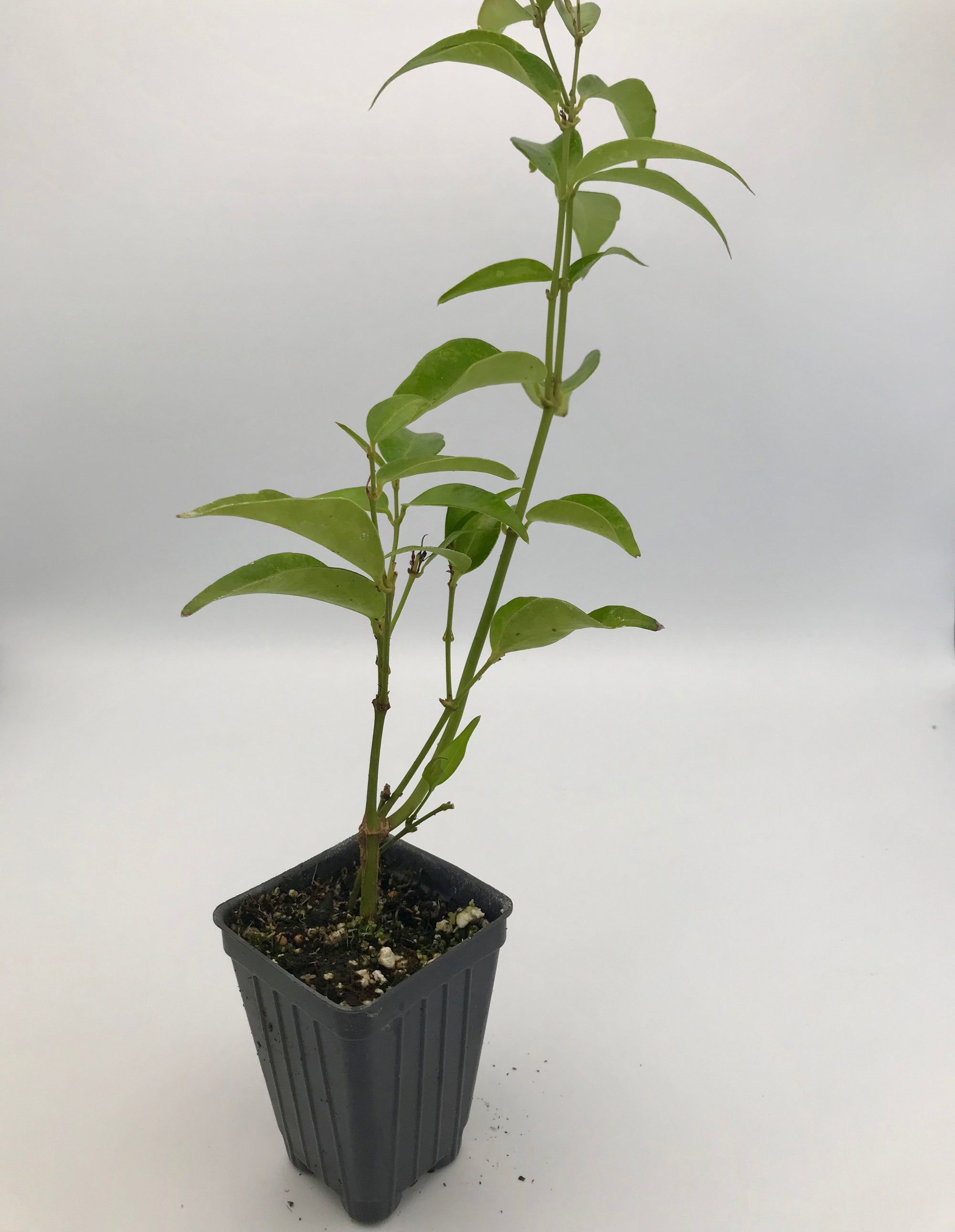 Angelwing Jasmine ~ "Jasminum Nitidum" ~ Star Jasmine