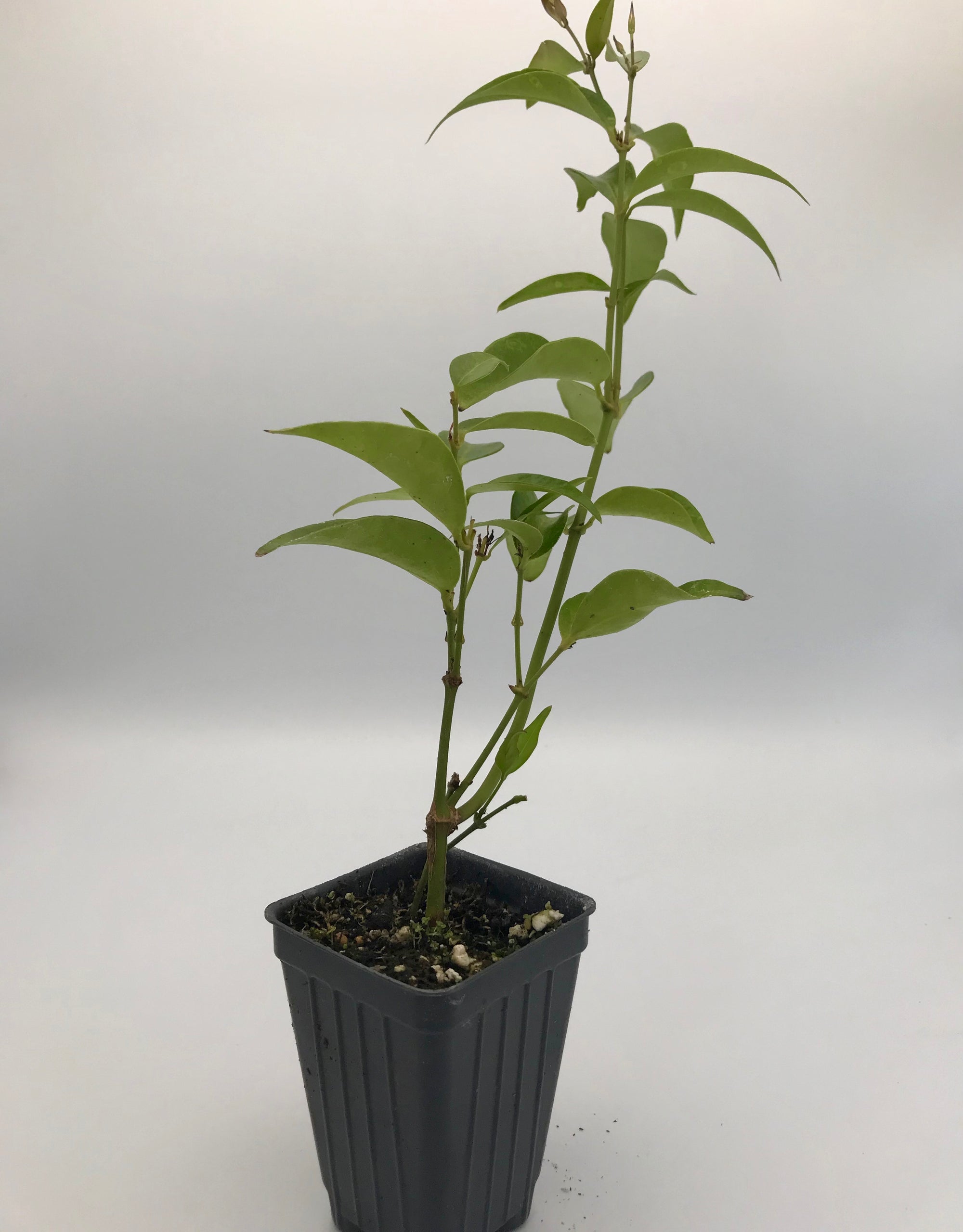 Angelwing Jasmine ~ "Jasminum Nitidum" ~ Star Jasmine