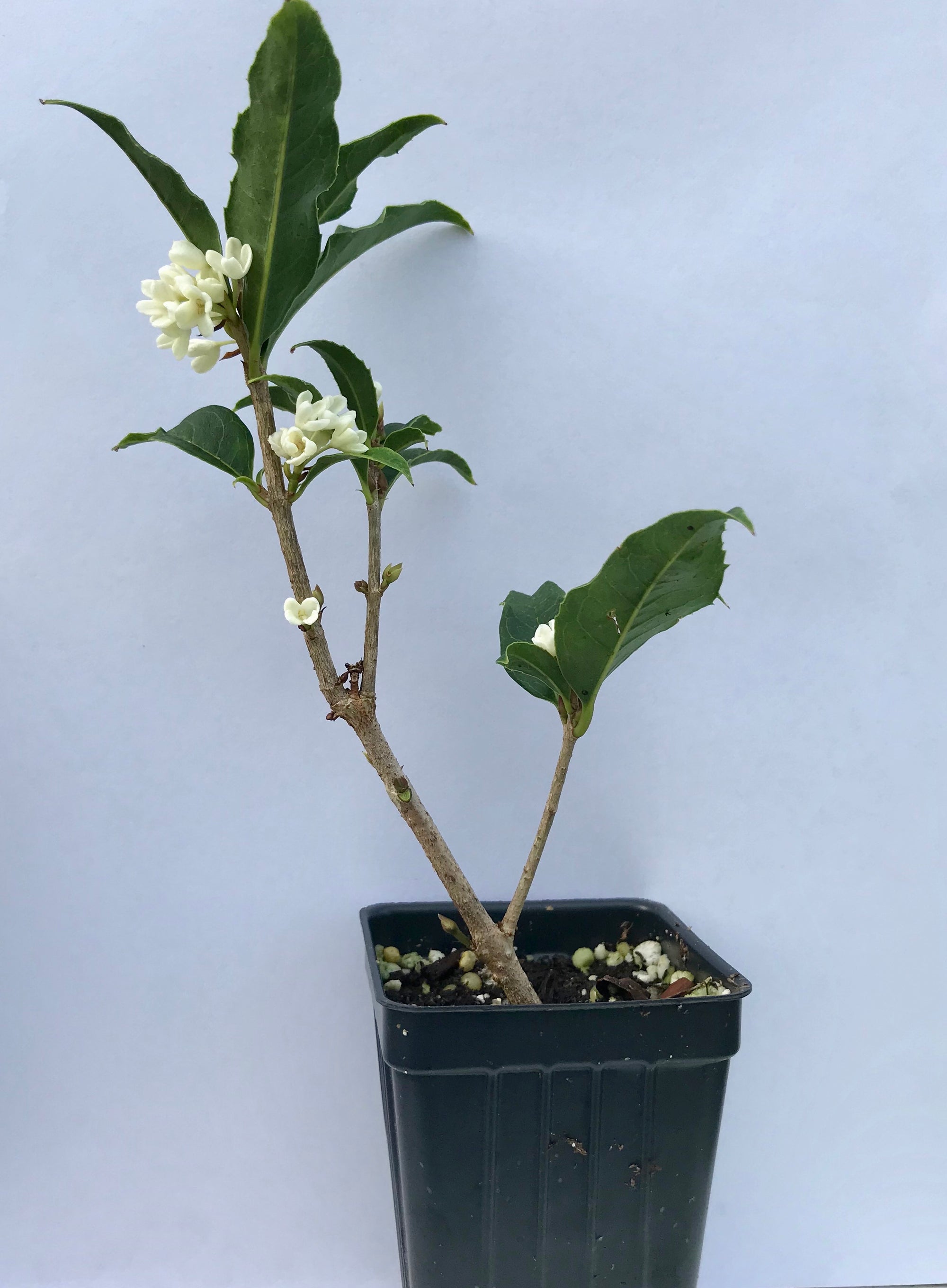 'Fudingzhu' Sweet Olive ~ Tea Olive ~ (Osmanthus fragrans) ~ Fragrant