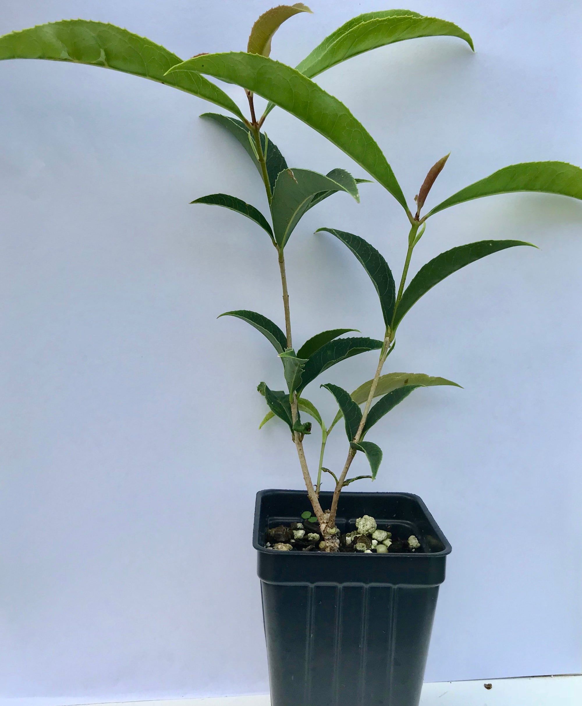 'Fudingzhu' Sweet Olive ~ Tea Olive ~ (Osmanthus fragrans) ~ Fragrant