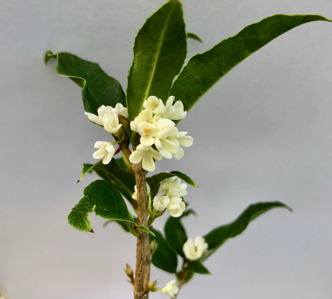 'Fudingzhu' Sweet Olive ~ Tea Olive ~ (Osmanthus fragrans) ~ Fragrant
