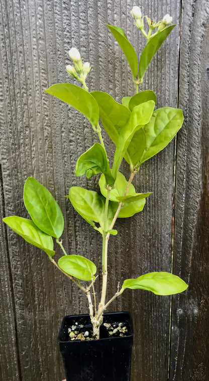 Rare Jasmine Arabian Knights ~ Jasminum Sambac ~ Fragrant