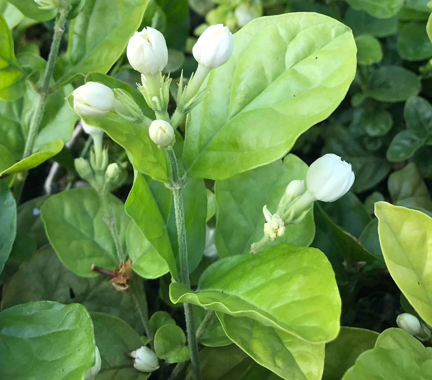 Rare Jasmine Arabian Knights ~ Jasminum Sambac ~ Fragrant