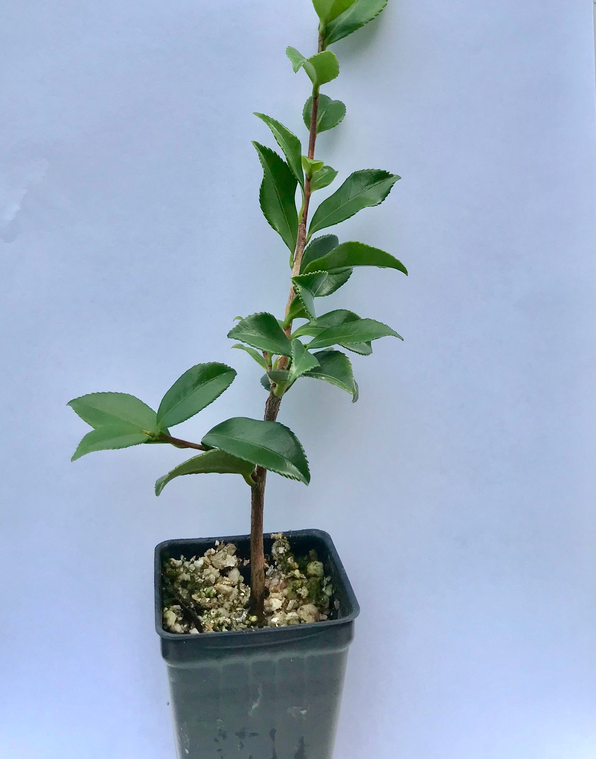 Camellia "Purple Haze" ~ Sasanqua Camellia