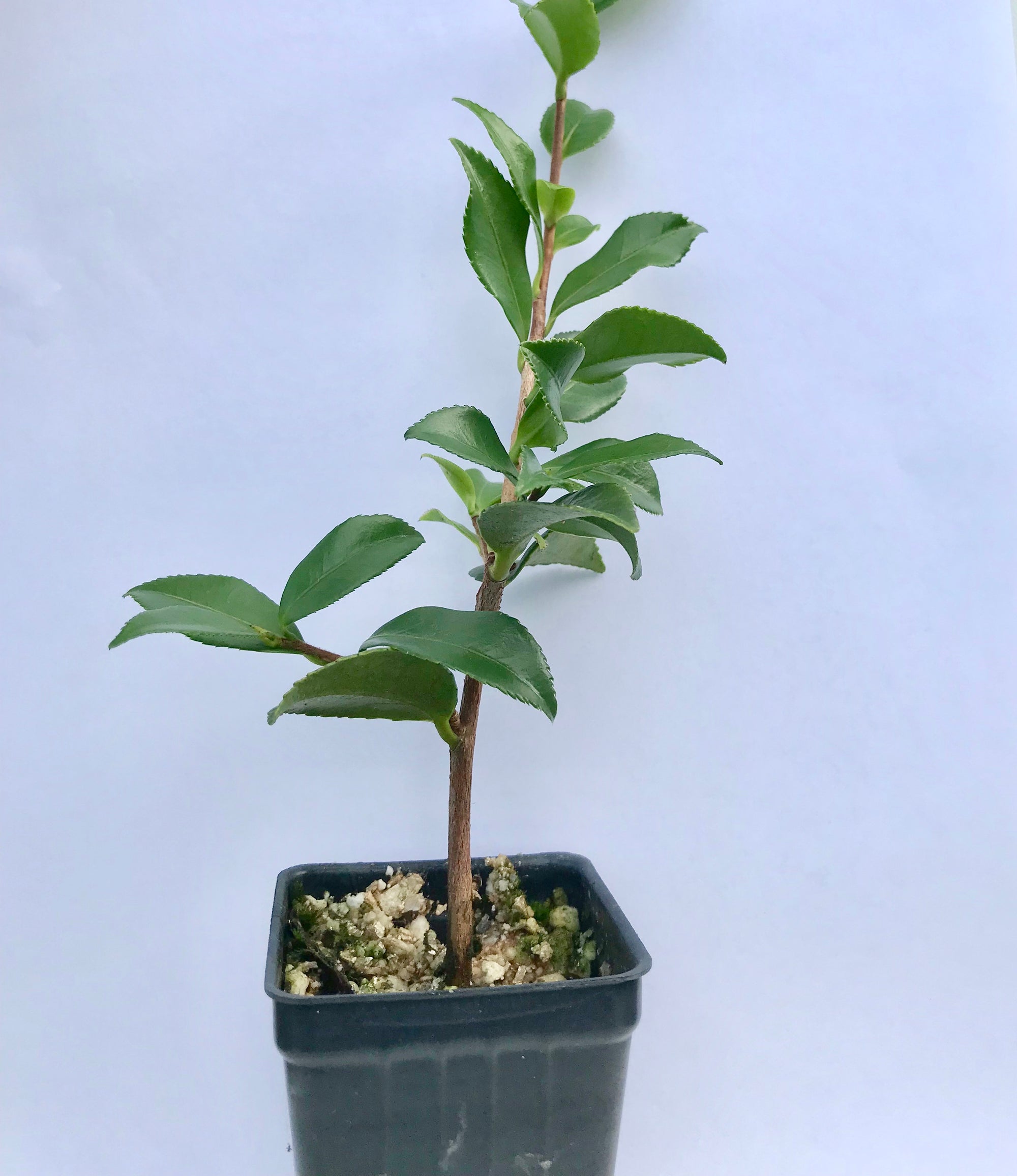 Camellia "Purple Haze" ~ Sasanqua Camellia