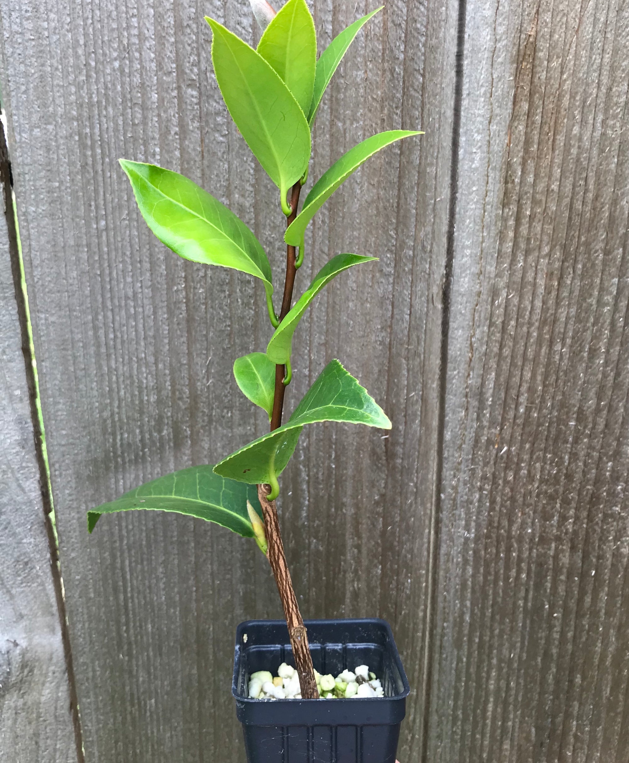 Camellia "High Fragrance" ~ Camellia lutchuensis hybrid