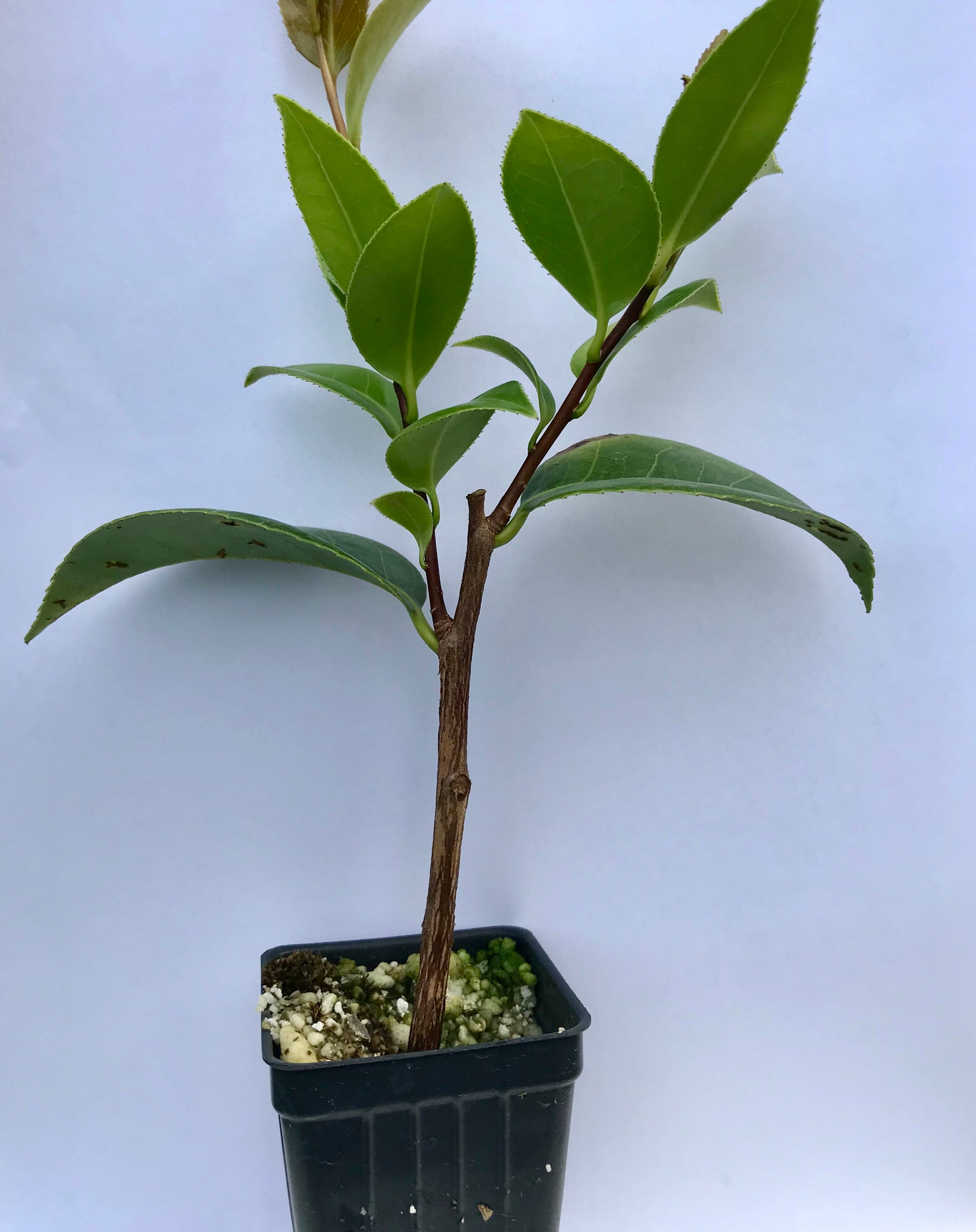 Camellia japonica 'Black Tie'