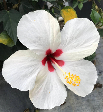'White Wings' Tropical Hibiscus rosa-sinensis