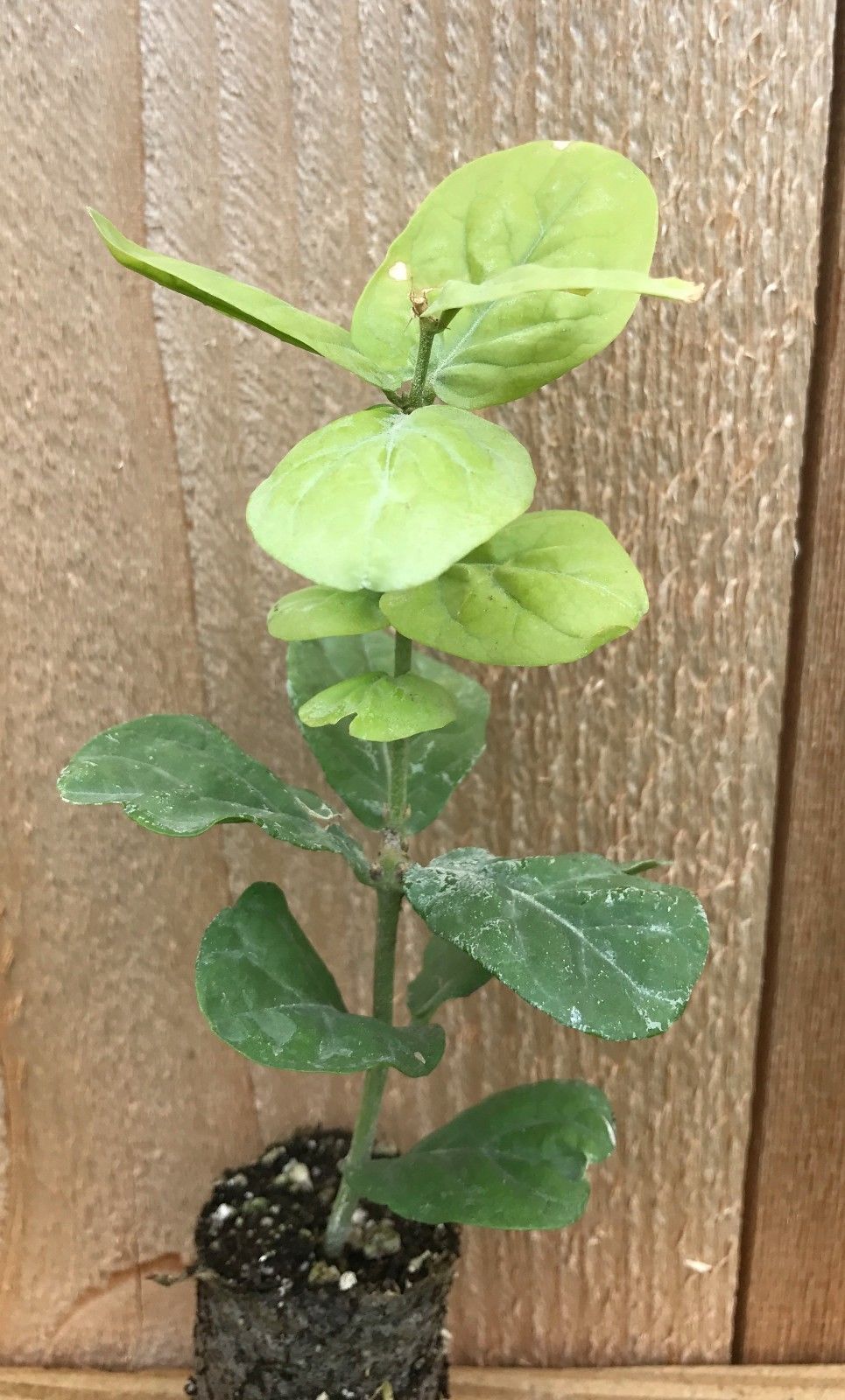 Jasmine 'Grand Duke of Tuscany' Jasminum Sambac ~ Pack of 3