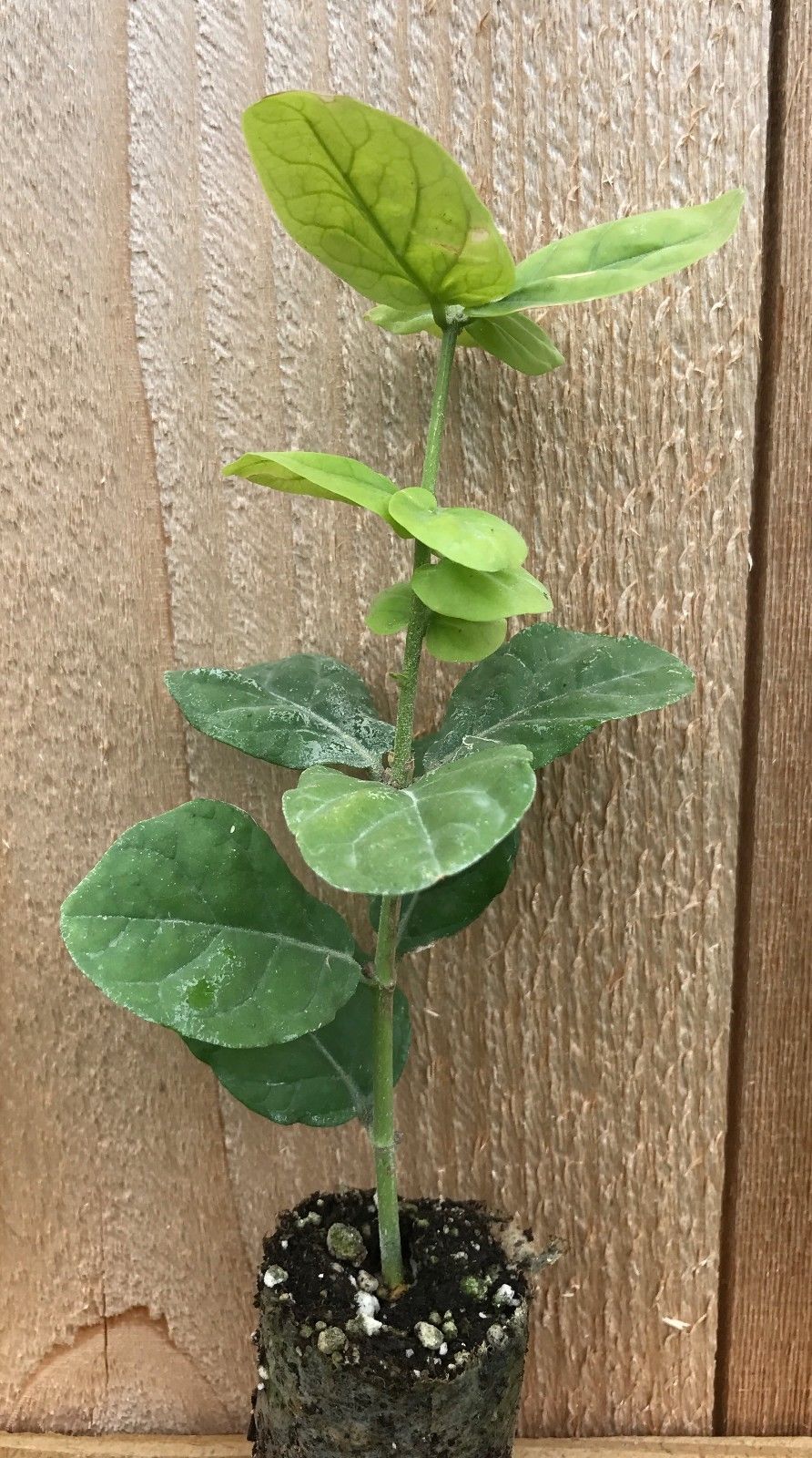 Jasmine 'Grand Duke of Tuscany' Jasminum Sambac ~ Pack of 3